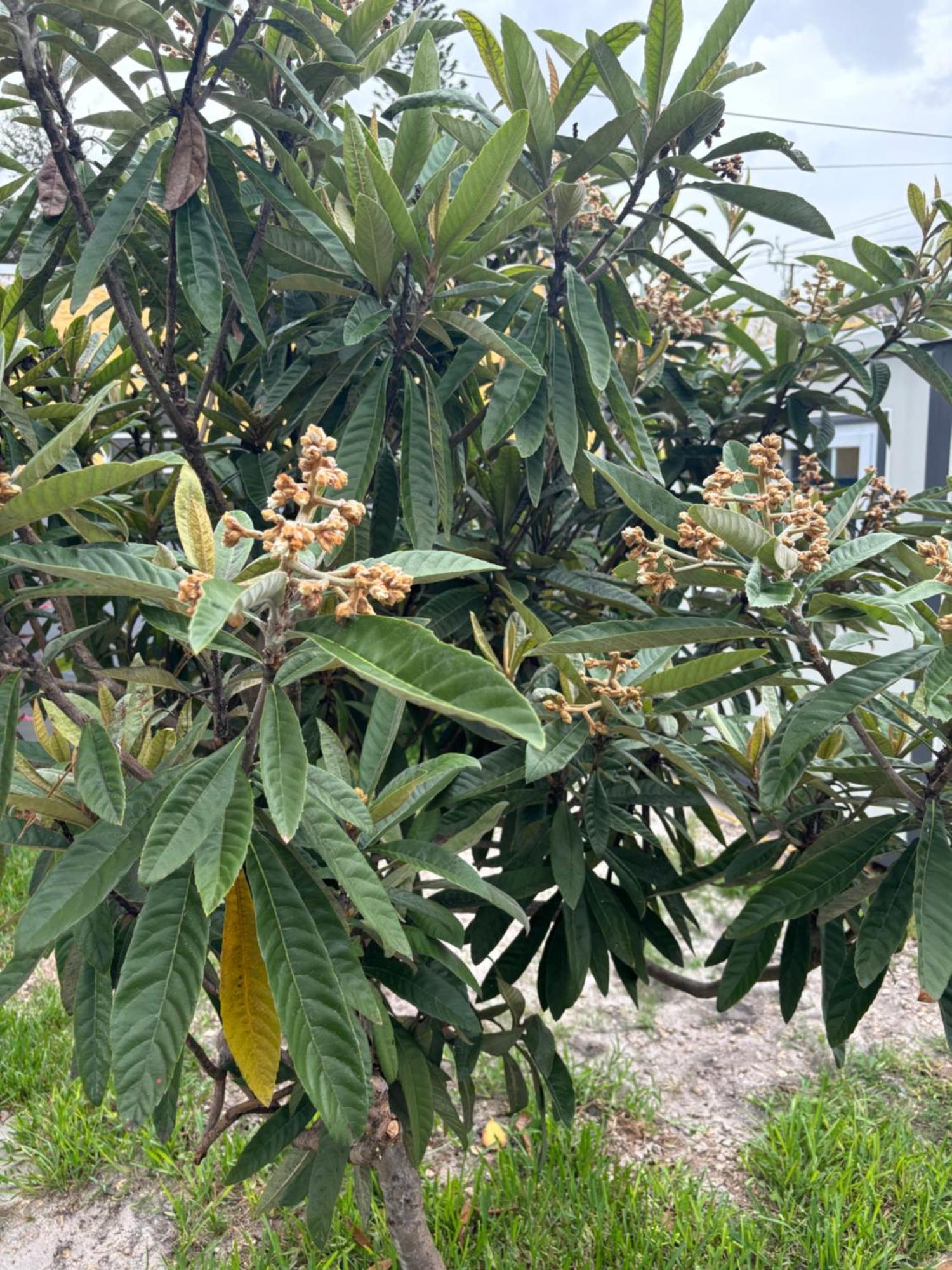 Mini House Oasis Ξενοδοχείο Miami Springs Εξωτερικό φωτογραφία