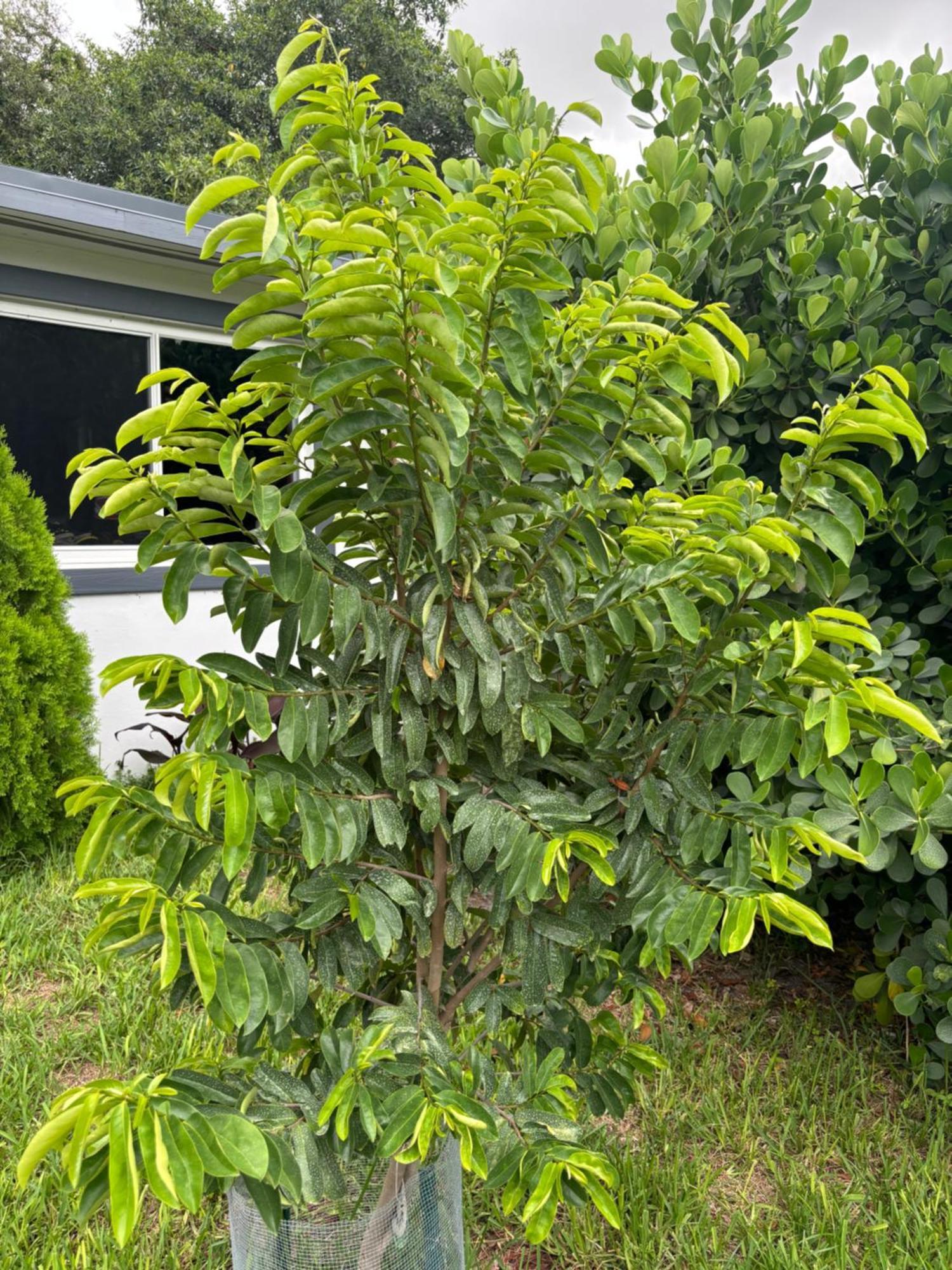 Mini House Oasis Ξενοδοχείο Miami Springs Εξωτερικό φωτογραφία