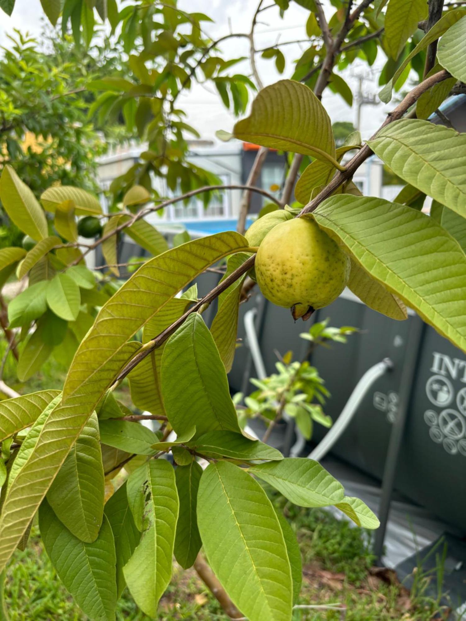 Mini House Oasis Ξενοδοχείο Miami Springs Εξωτερικό φωτογραφία