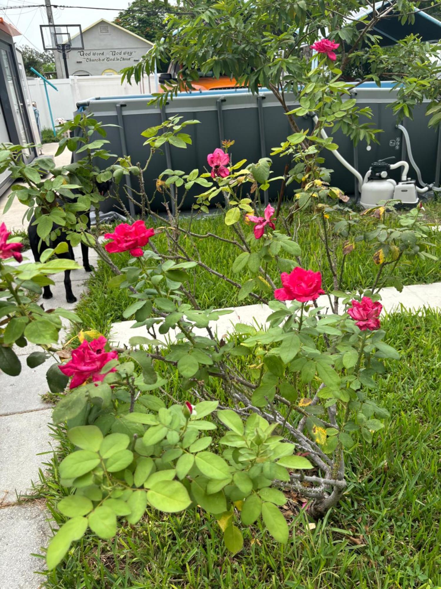Mini House Oasis Ξενοδοχείο Miami Springs Εξωτερικό φωτογραφία
